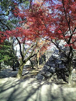 福岡城跡 - 秋；紅く色付いたカエデと石垣。木漏れ日の光と影が歴史を立体的に浮かび上がらせてくれます。